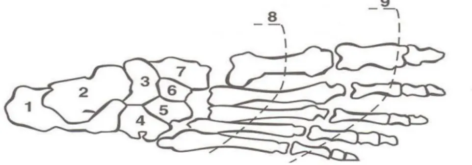 Fig. 1.2 Principali ossa del piede: 1 calcagno, 2 astragalo, 3 scafoide, 4 cuboide,  5-6-7 ossa cuneiformi 8 metatarsi, 9 falangi [1]  