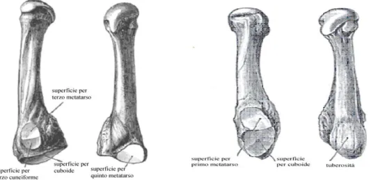 Fig. 1.10 Visione del quarto e quinto osso metatarsali [1]  