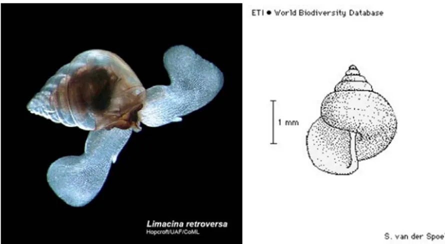 Fig. 6. L. retroversa f. retroversa, sulla sinistra foto che mostra le parti molli  dell’organismo (da http://www.arcodiv.org), sulla destra rappresentazione  schematica della conchiglia (da species-identification.org)