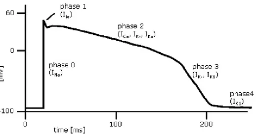 Figura 2: Le cinque fasi del potenziale d’azione cardiaco 