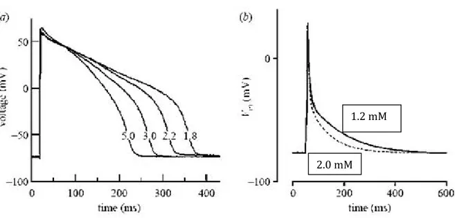 Figura 12: Effetti delle concentrazioni di calcio sul potenziale di azione cardiaco: a) registrazioni  sovrapposte del potenziale di azione ventricolare sottoposto a progressivi aumenti della  concentrazione del calcio in una cavia animale;b) registrazioni