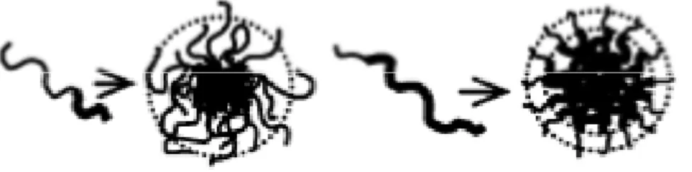 Figura 5: micella a “stella”(sinistra) e a “spazzola”(destra) 