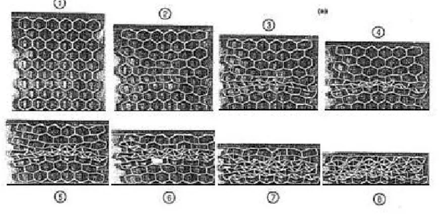 Figura 2.11: deformazione dell’honeycomb all’incremento dello sforzo in compressione monoassiale