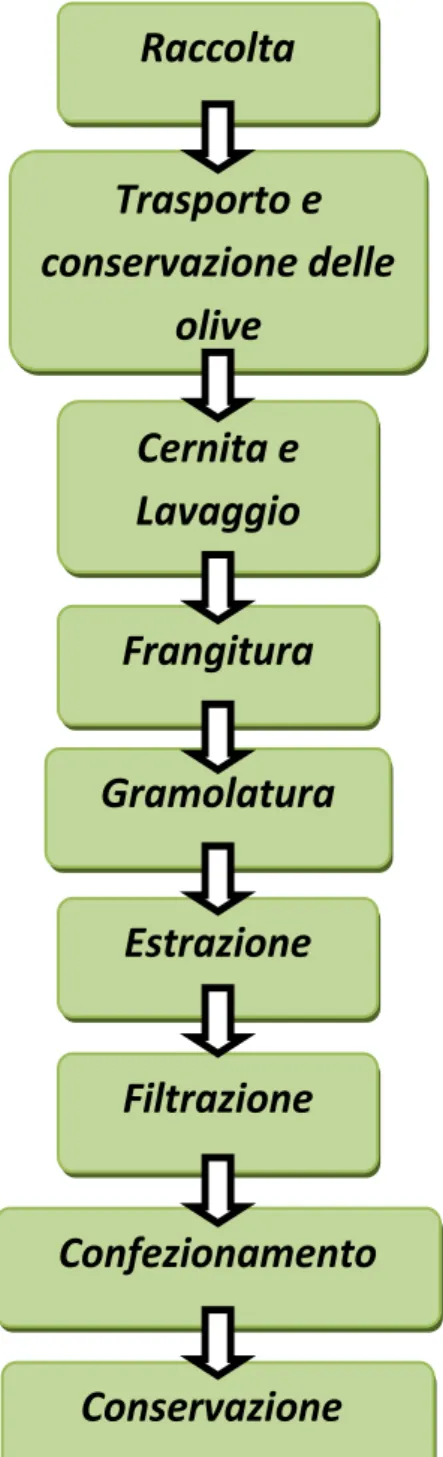 Figura 1 Diagramma di flusso della produzione di olio extravergine d’oliva. Raccolta Cernita e Lavaggio Trasporto e conservazione delle olive Conservazione Confezionamento Filtrazione Estrazione Gramolatura Frangitura 
