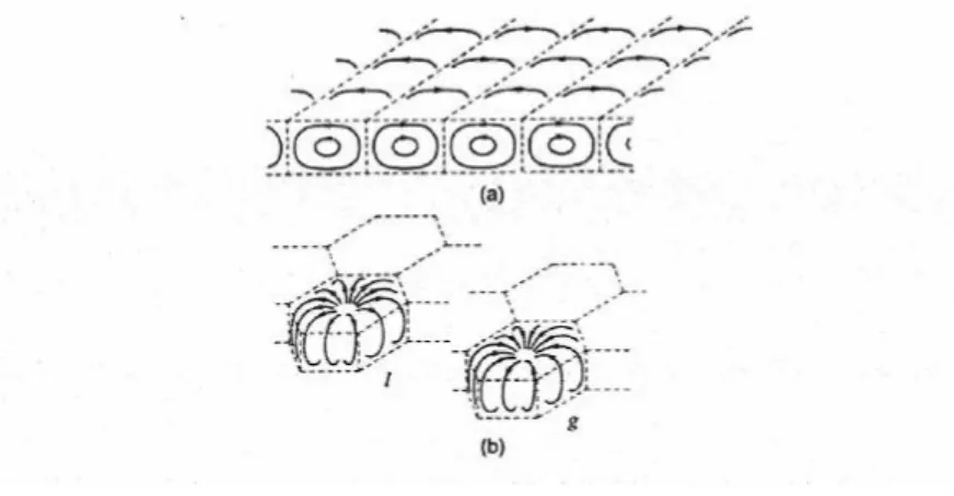 Figura 2 Schema delle celle convettive: (a) cilindri bidimensionali. (b) celle esagonali a  l e a g 