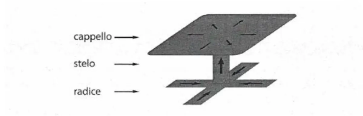 Figura 6 Schema della struttura di una piuma calda, dedotto dall’ analisi di dati DNS 