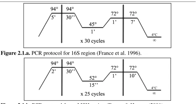 Figure 2.1.a. PCR protocol for 16S region (France et al. 1996). 