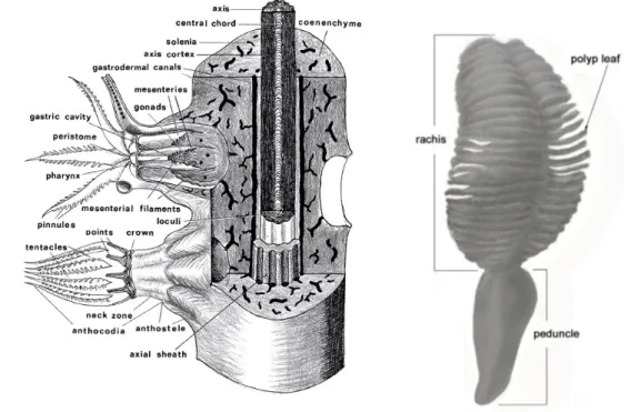 Figure 1.1. On the left, scheme of a gorgonacean ctocoral (from Bayer et al. 1983). On  right, picture of a Pennatula sp