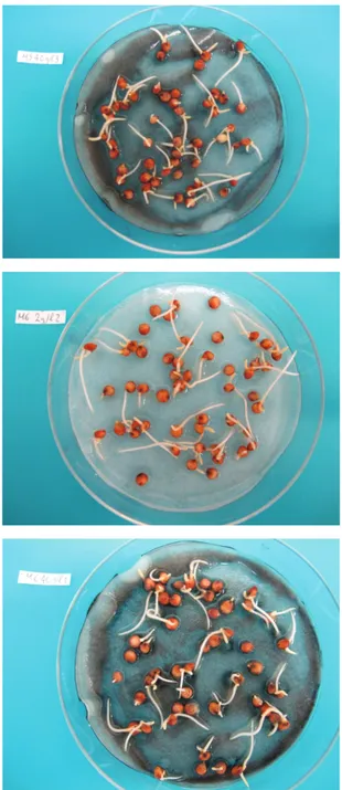 Foto Petri 2. Alcune	foto	delle	piastre	Petri	della	germi- Alcune	foto	delle	piastre	Petri	della	germi-nazione	del	sorgo	(Sorghum	saccharatum	Moench), dopo	  circa	72	ore	di	germinazione.	In	ordine	di	lettura:	control-lo,	miscela	mais	400°C	x	20	minuti	all