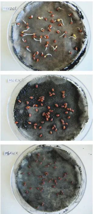 Foto Petri 3. (Test	UNI	11357)	Alcune	foto	delle	piastre	 Petri	della	germinazione	del	crescione	(Lepidium	sativum	  L.),	dopo	72	ore	di	germinazione.	In	ordine	di	lettura:	con-trollo,	mais	400°C	x	20	minuti,	mais	500°C	x	10	minuti,	 mais	600°C	x	5	minuti,