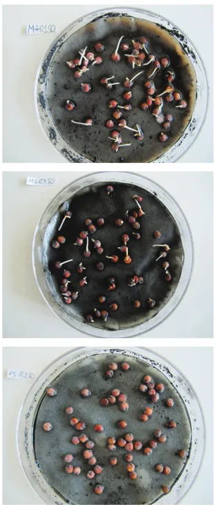 Foto Petri 5. (Test	UNI	11357)	Alcune	foto	delle	piastre	 Petri	della	germinazione	del	sorgo	(Sorghum	saccharatum	 Moench),	dopo	72	ore	di	germinazione.	In	ordine	di	lettura:	 controllo,	mais	400°C	x	20	minuti,	mais	500°C	x	10	minuti,	 mais	600°C	x	5	minut
