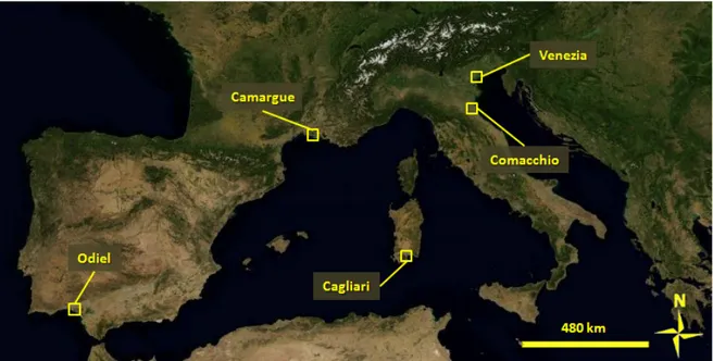 Figura 2.8 – Colonie riproduttive nel Mediterraneo occidentale attive nel 2008 e campionate: Marismas del Odiel  (Spagna),  Camargue  (Francia),  Stagno  di  Cagliari  (Italia),  Valli  di  Comacchio  (Italia)  e  Valle  Dogà  in  Laguna  di  Venezia (Ital