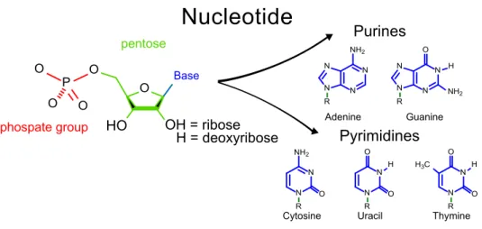 Figure 1.2: The structure of a nucleotide.
