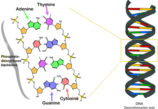 Figure 1.3: DNA chemical structure.