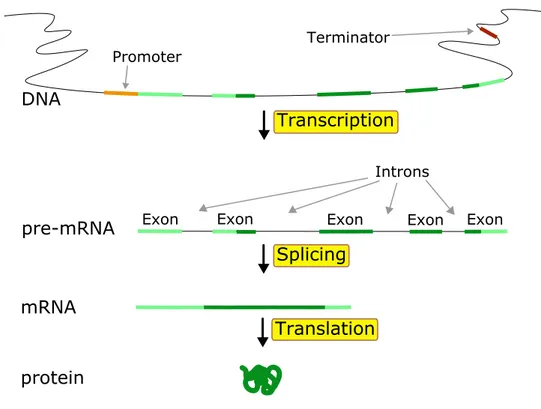 Figure 1.5: Schematic representation of the gene expression process. The whole process of gene expression is represented schematically in figure 1.5
