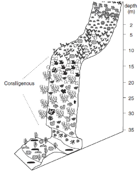 Fig. 1.1.3. Struttura del coralligeno di parete (Ballesteros 2006) 