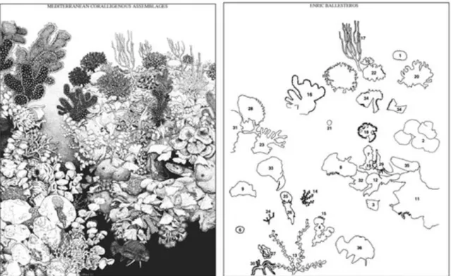 Fig. 1.1.4. Esempio di un popolamento a coralligeno: Paramuricea clavata 6, (e su di  essa Halecium halecinum 12, Pteria hirundo 22), Aglaophenia septifera 14, Cliona  vi-ridis  7,  Alcyonium  acaule  17,  Acanthella  acuta  11,  Lithophyllum  frondosum  1