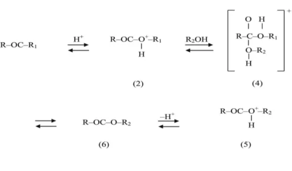 Figura 1.5:  Meccanismo transesterificazione catalisi acida 