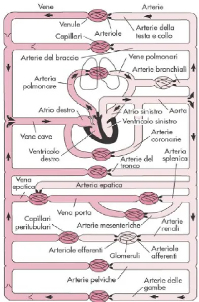 Figura 1: Rappresentazione schematica del sistema cardiovascolare.   Riprodotta da [1].