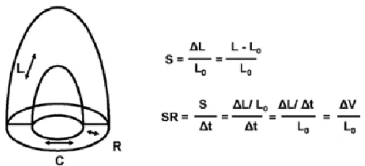 Figura 1:schematizzazione di ventricolo  sinistro:  L: longitudinale; R: radiale: C:  circonferenziale