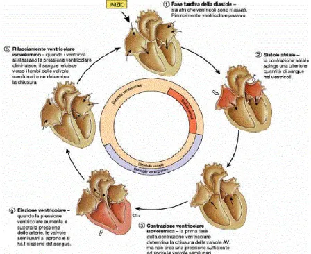 Figura 1.5. Eventi meccanici del ciclo cardiaco: sistole e diastole 