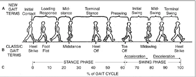 Figura 1.1 : rappresentazione delle fasi  del passo (giovannichetta, piede). 