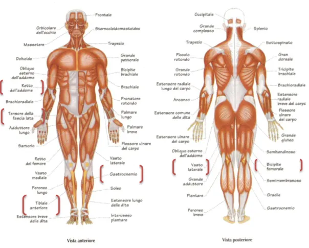 Figura  1.16:  In  evidenziato:  tibiale  anteriore  (TA),  gastrocnemio  (GM),  vasto  laterale  (VL),  bicipide  femorale (BFLH,BLSH), tensore della fascia lata (TFL), retto addominale(RA)