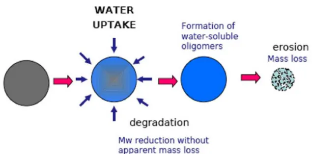Figura 1.9 Fasi coinvolte nella degradazione idrolitica di un materiale polimerico