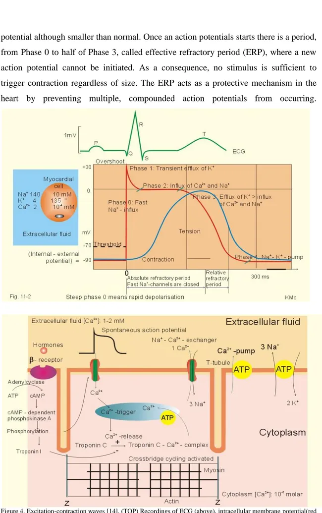 Figure 4. Excitation-contraction waves [14]. (TOP) Recordings of ECG (above), intracellular membrane potential(red  curve)  and  contraction  (blue  curve)  of  one  heart  cycle  in  a  ventricular  fiber