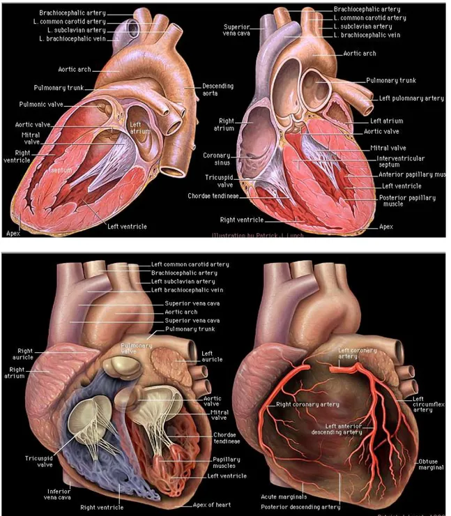 Figure 1: Gross anatomy of the heart [2]: (TOP) sectional view from both left and right side