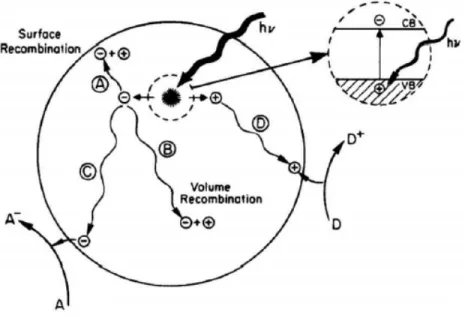 Figura 1.3: Schema della fotoeccitazione in una particella di semiconduttore e  eventi successivi