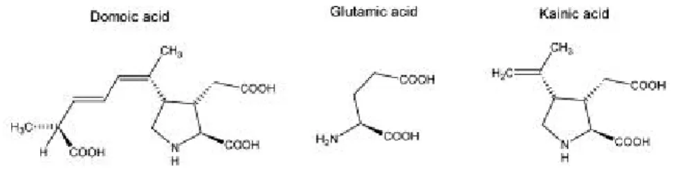 Fig. 5: somiglianze strutturali tra acido domoico, acido glutammico e acido kainico