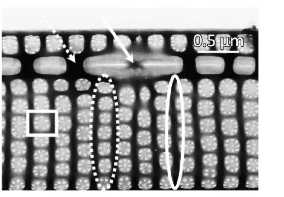 Fig. 9: immagine al microscopio elettronico a scansione di P. calliantha, si notano  fibulae, striae e areolae