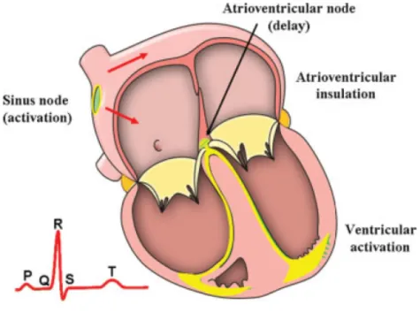 Figura 1.3: La propagazione del segnale elettrico di stimolo attraverso l’organo  cardiaco (Anderson2009) 