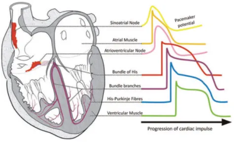 Figura  1.7:  Forma  del  potenziale  d’azione  in  regioni  diverse  del  miocardio  (Monfredi2010) 