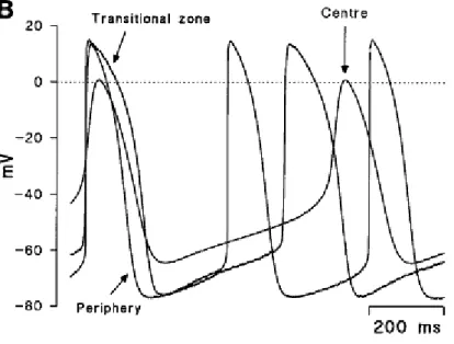 Figura 1.13: Potenziali d’azione di forma e durata diversa a seconda delle zone  del nodo prese in esame (Boyett1999) 