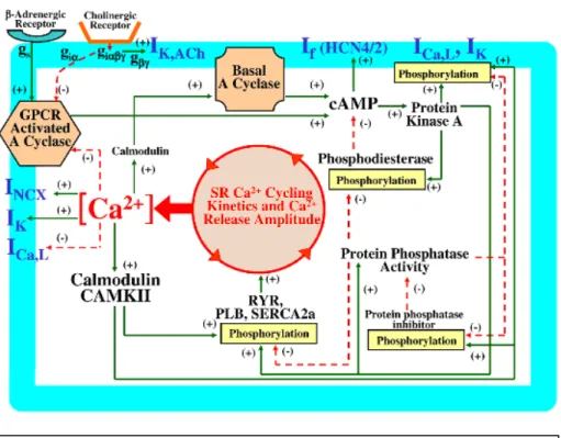 Figura  1.15:  Membrane  Clock,  Calcium  Clock  e  ciclo  del  calcio  nelle  cellule  senoatriali (Maltsev2009) 