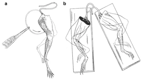 Figura 2.1: Preparati neuromuscolari di zampe di rana utilizzati da Galvani nei  suoi esperimenti (Verkhratsky et al., 2006) 
