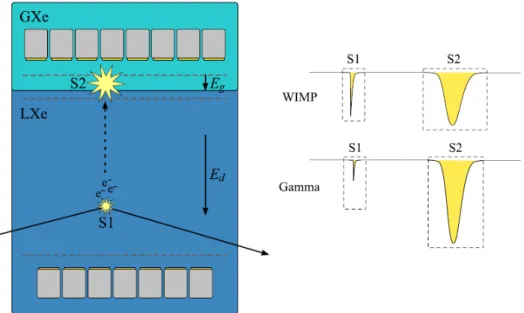 Figura 1.5: Principio difunzionamento della time projection chamber nei rivelatori a doppia fase e differenza tra i segnali prodotti da γ e da WIMPs.