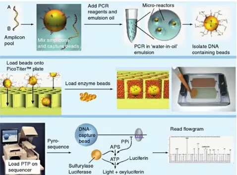 Figure 1.2: 454 Life Sciences Sequencing Technology. Pooled amplicons are clonally amplified in droplet emulsions