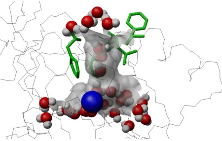 Figure 1-2: Dioxygen channel (grey surface) constituted by four amino-acids (green). The copper centre and water molecules were respectively coloured in blue and grey/red.“Molecular simulation reveal a new entry site in Quercetin 2,3-Dioxygenase