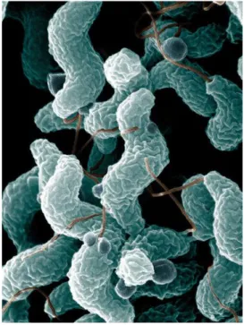 Figura  2.1  -  Cellule  di  Campylobacter  jejuni  al  microscopio  elettronico.  Si  notano  la  caratteristica  forma  a  spirale e le strutture collegate