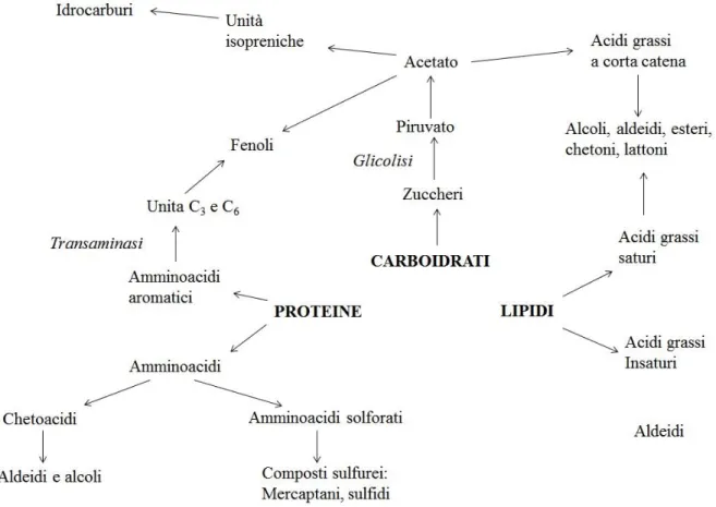 Figura 4.1 - Schema riassuntivo dello sviluppo degli aromi nei vegetali. 