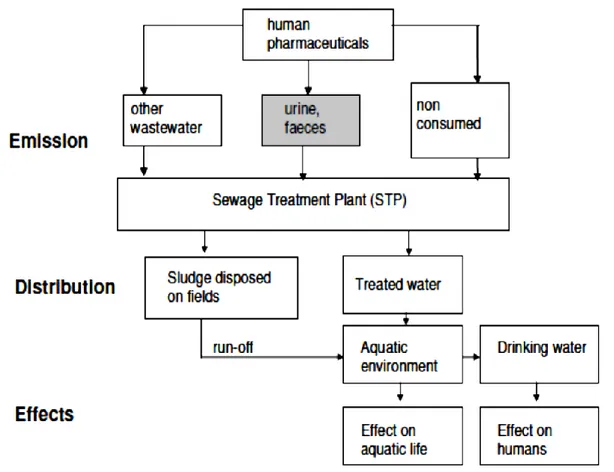 Figura 1.2. Il percorso dei farmaci nell’ambiente: l’ingestione umana come fonte principale  (www.switchtraining.eu)
