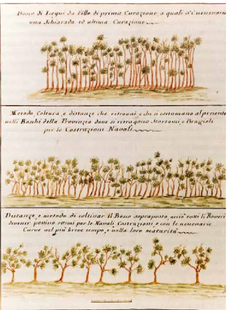 Fig. 16 – Tavola raffigurante, in alto, l’aspetto di un bosco di roveri; in mezzo e in basso, il metodo di coltivazione di un  bosco di roveri da assortimenti ricurvi.