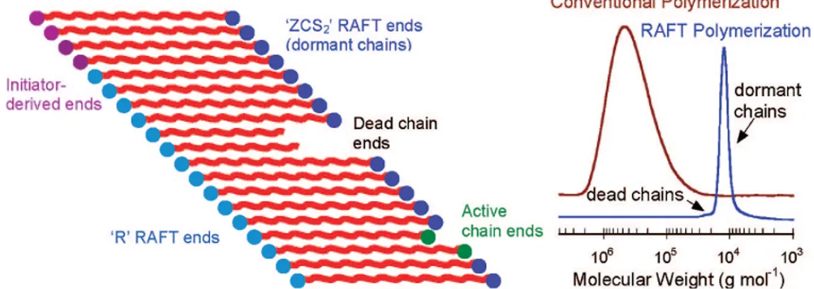 Figura 1: Composizione delle catene macromolecolari, distribuzione dei pesi molecolari in una  polimerizzazione RAFT convenzionale 