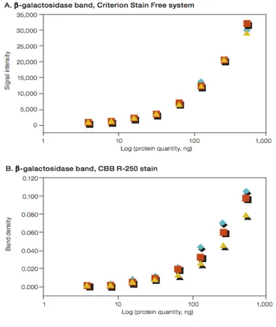 Figura 10. Confronto della variabilità tra la quantificazione del beta-galattosio con sistema Stain Free (sopra)  e colorazione con Coomassie (sotto)