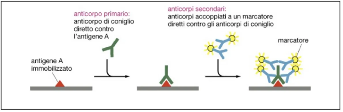 Figura 13. Sistema di riconoscimento con anticorpo primario e secondario 