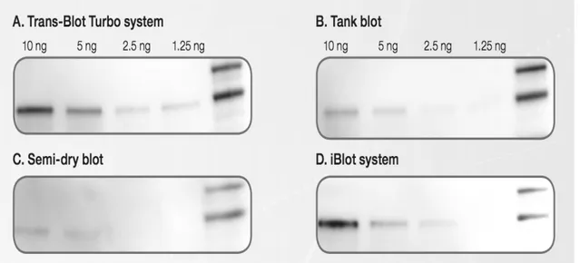 Figura 15. Diverse diluzioni di una mix proteica separate su gel Criterion TGX 4-20% e traferite utilizzando 4  differenti tipi di blotting: A, Trans Blot Turbo (25 V per 3'); B, TankBlot (100V per 30'); C, Semi-Dry (25V  per 30'); D, iBlot (P3 per 7')