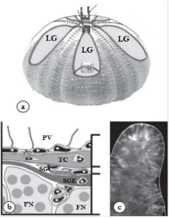 Fig. 3: (a) Rappresentazione del sistema riproduttivo di P. lividus (vista aborale); (b) rappresentazione del tessuto della  parete gonadale; (c) lobo di una gonade di riccio di mare che mostra la muscolatura (strisce bianche) che si affaccia  sul seno gen